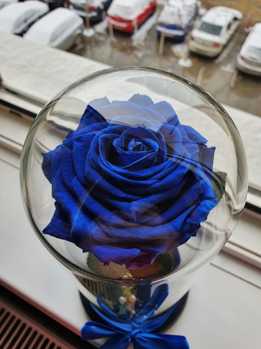 Cupola de sticla cu trandafir conservat albastru regal 25 cm 150 lei