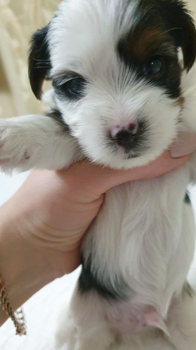 Продам щенков породы Бивер йорк