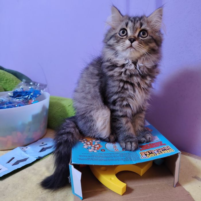 Персийски Клепоухи и Правоухи Котета