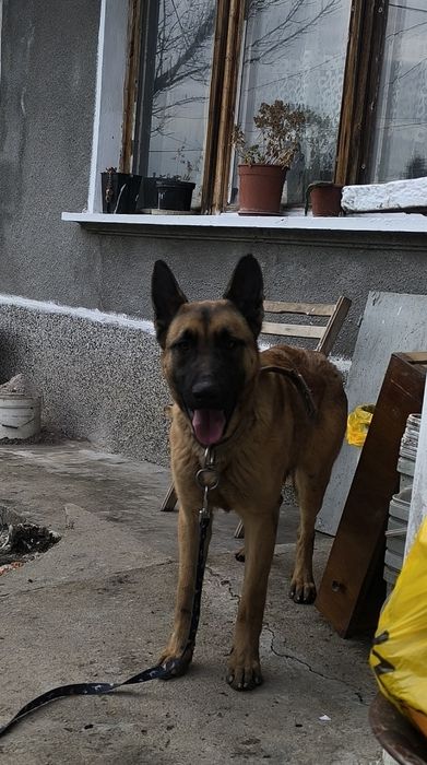 Продава се чистокръвна белгийска овчарка на 10месеца