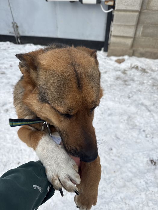 Найдена собака в г. Конаев