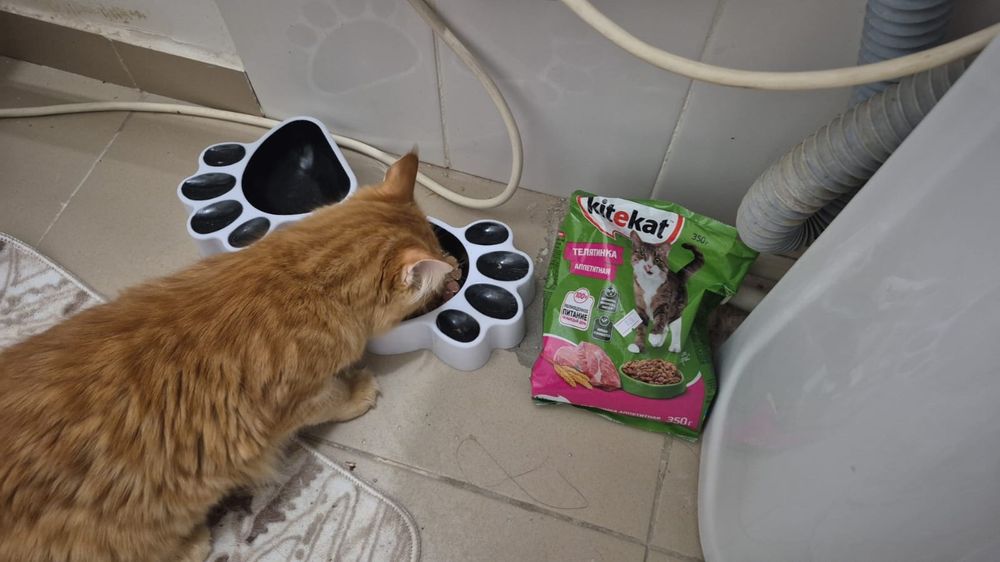 Котенок отдам даром