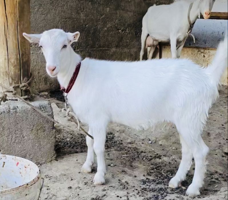 Продам Козье молоко