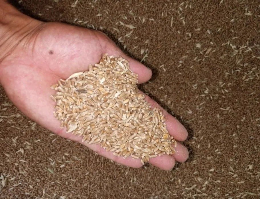 Bug‘doy Arzon narxda sotiladi