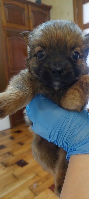 Щенки 2 девочки. 1.5 месяца