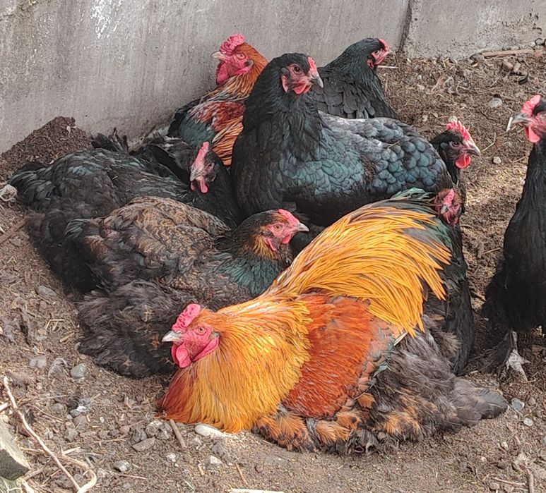 Петухи брама по 20к