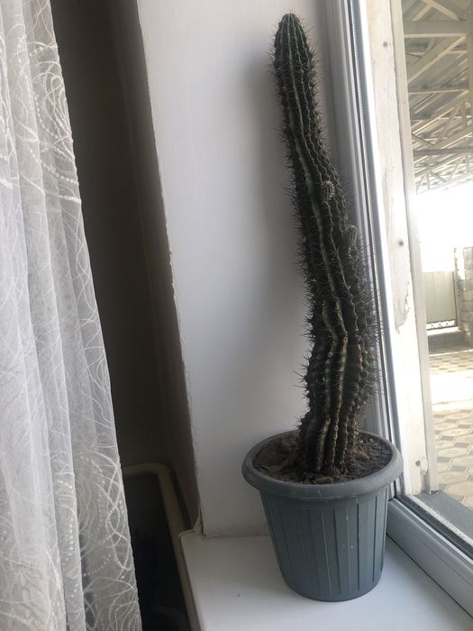 Кактус скала