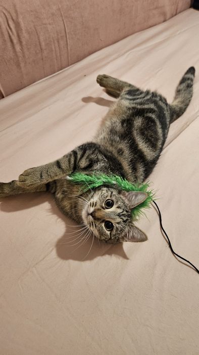 Adoptie pui pisica fetita