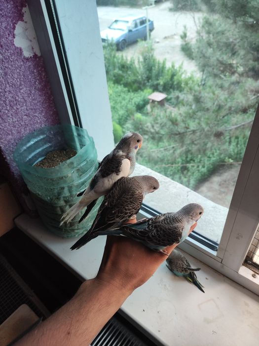 Ручной кушлар сотилади