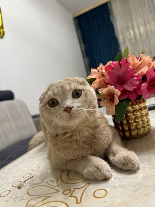 Skotish Fold sotiladi