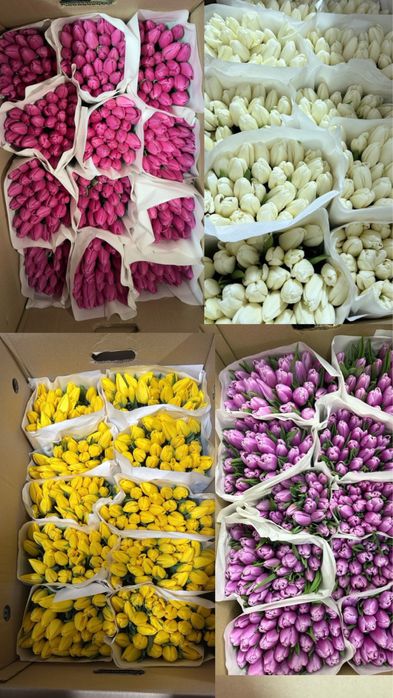 Тюльпаны предзаказ