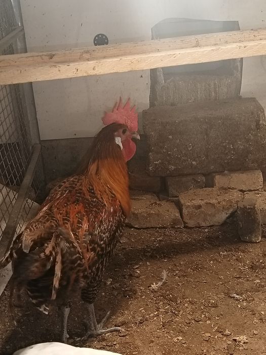 Брекель золото петух