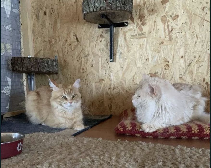 Мейн Кун чистокровные