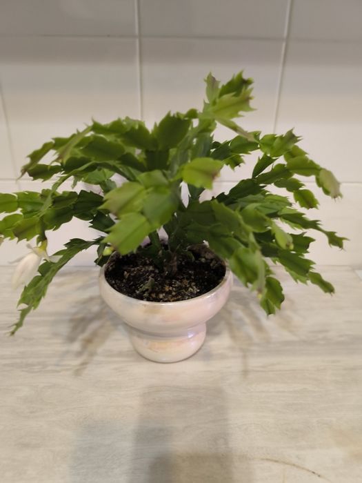 Декабрист белый продам