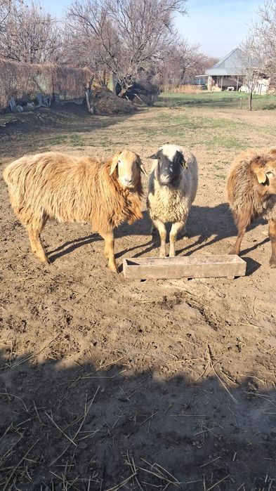 Продам кошкаров породистые