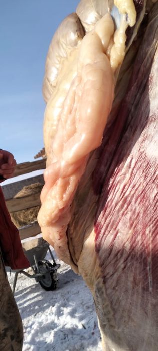 Продам соғым 2елі