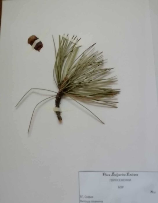 Хербарии ЛТУ-Ботаника