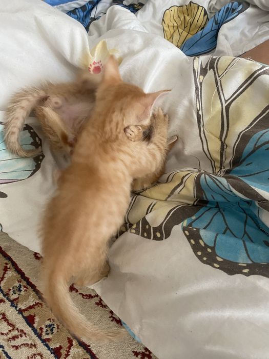 котенок девочки