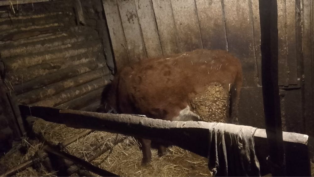 Продам корову не стельную