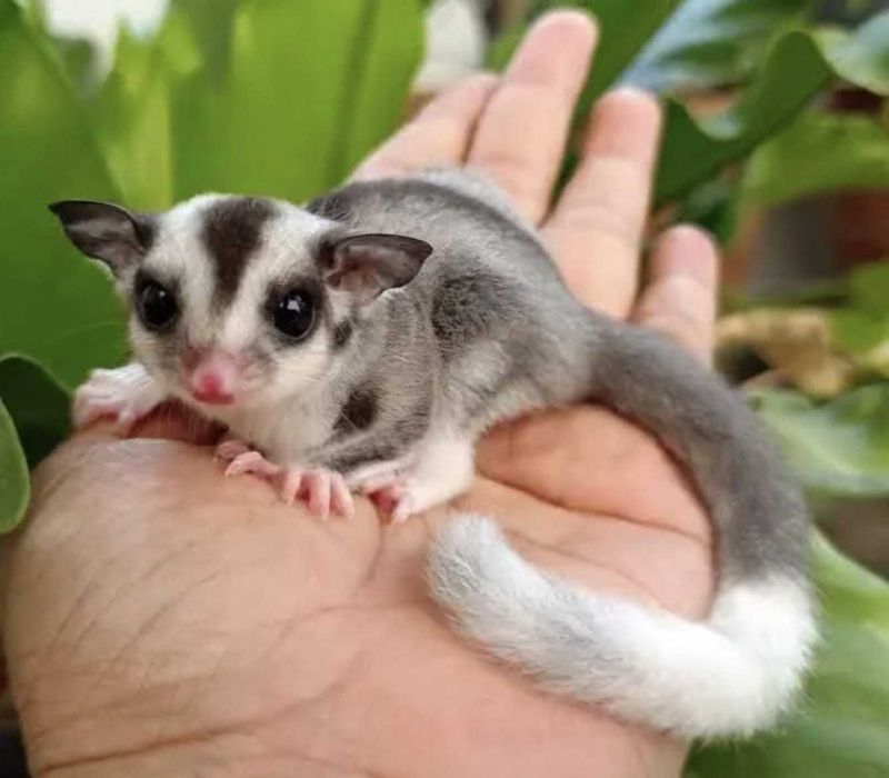 Veverita zburatoare (Sugar glider)