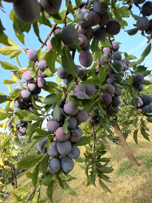Vând prune pentru țuică