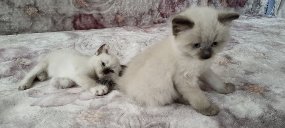 Одам котят бесплатно