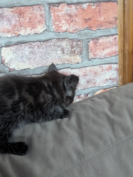Отдам двух котят