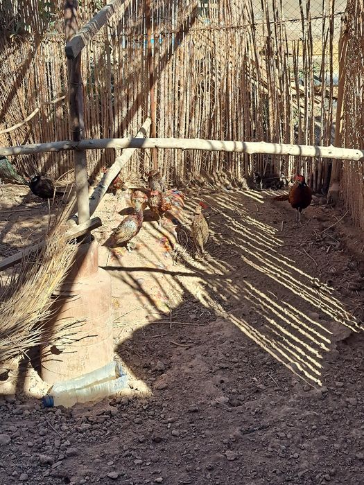 Фазан жужалари сотилади