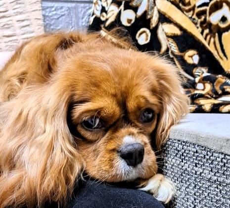 Щенки Кавалер Кинг Чарльз