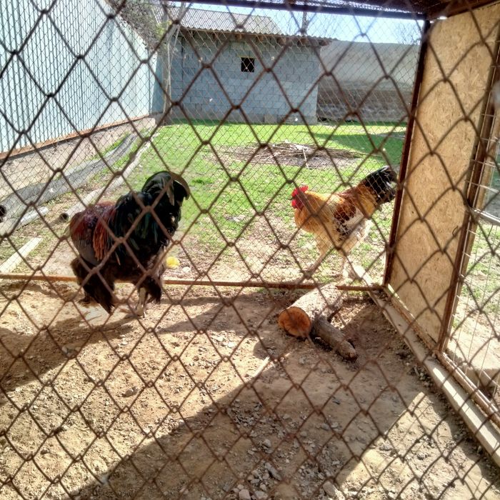 Қораздар әтештер