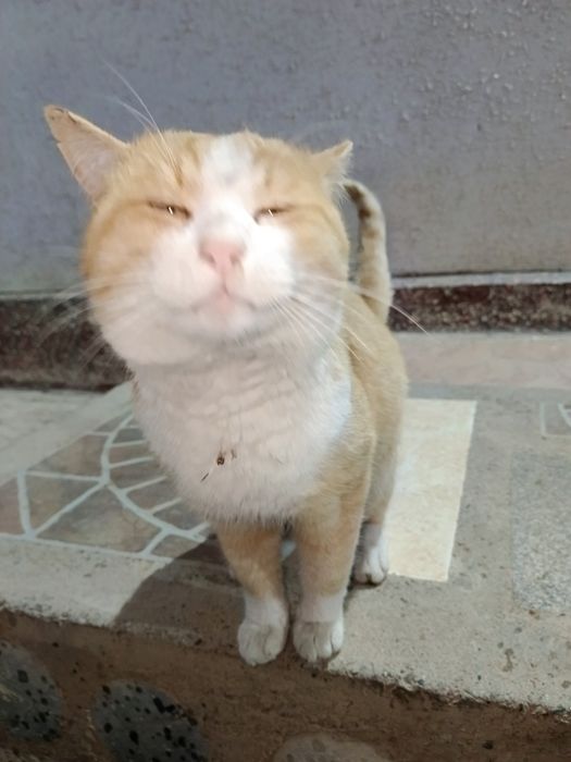 Срочно продам красивый кот