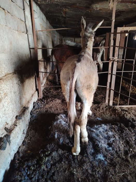 Honor X9d jsjeejemjdh