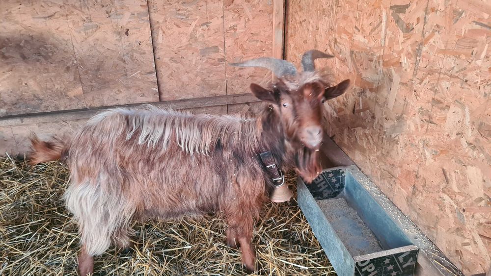 Продавам коза на година и половина.