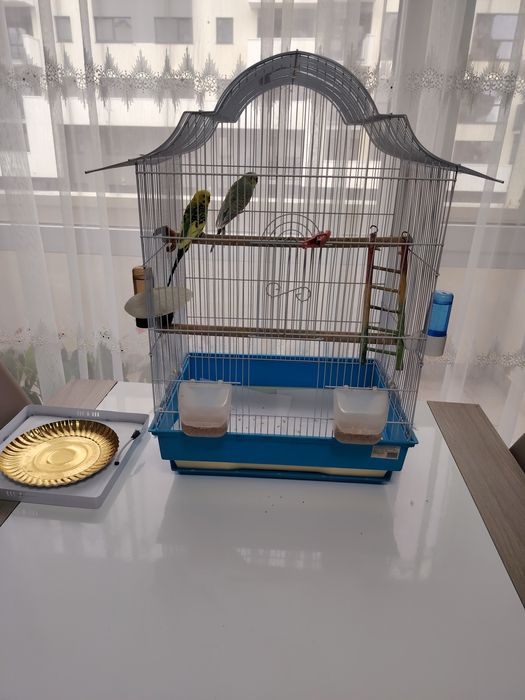 Vind papagali perusi pereche cu tot cu cușcă și accesoriii