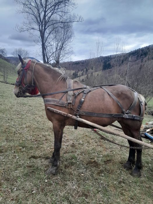 Iapă de 5 ani de vânzare