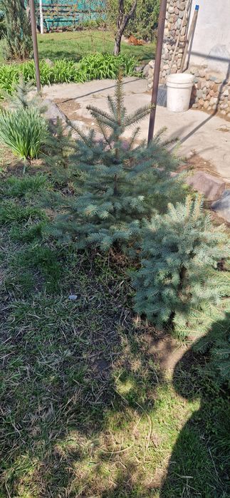 Продам Голубые ели,Эльдарские сосны