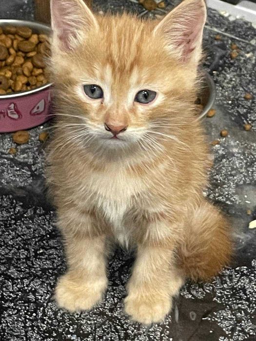 Рыжий котенок бесплатно в хорошие руки