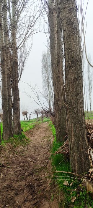 Тераклар бор сотилади