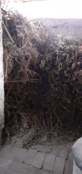 Qishki o'tinlar sotaman