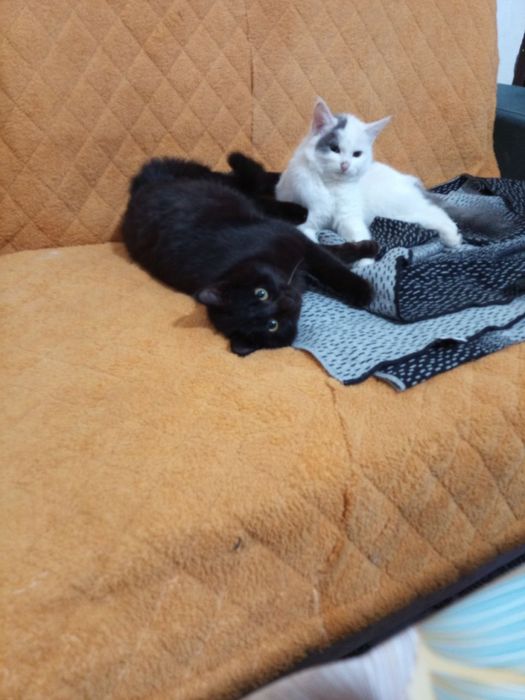 hadyaga soglom pishiklarimiz