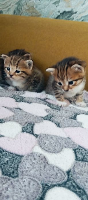 Мейн Кун папа котята