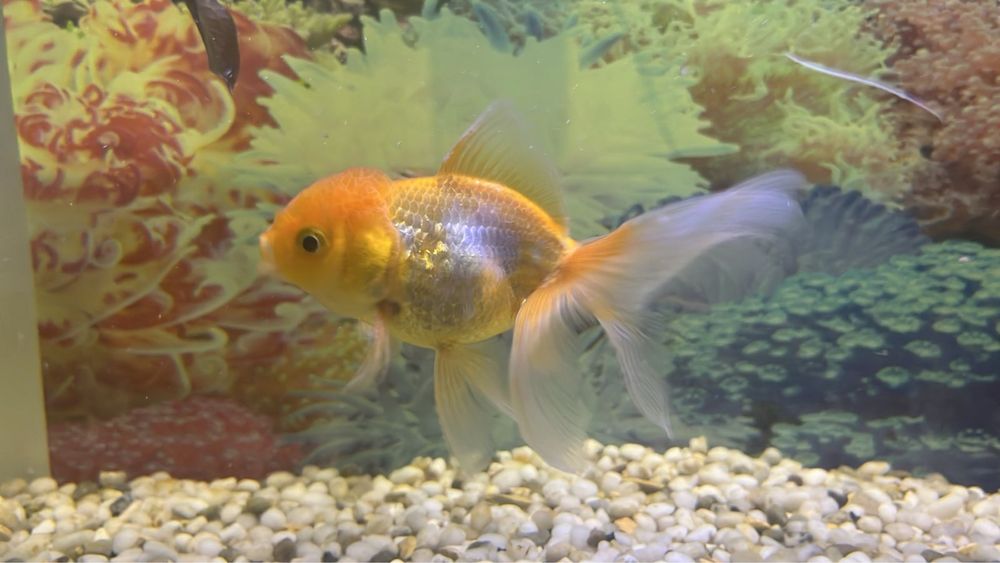 Золотые рыбы обмен