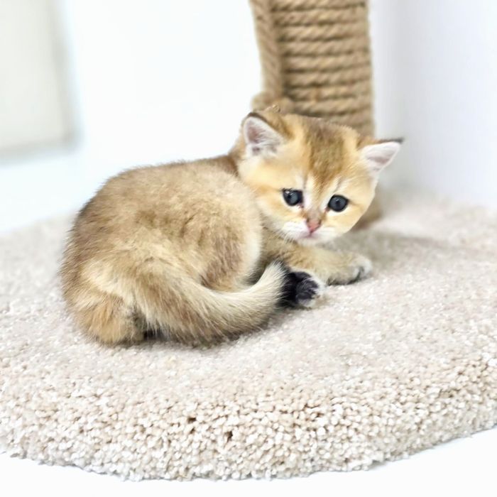 плюшки бриТансКие