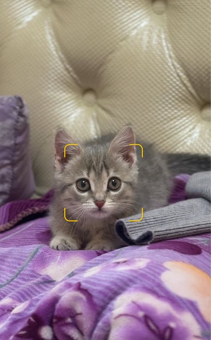 продали всех,больше нету