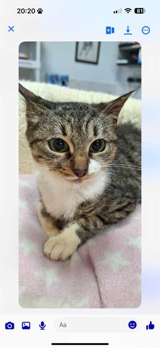 Кученца/котенце за осиновяване