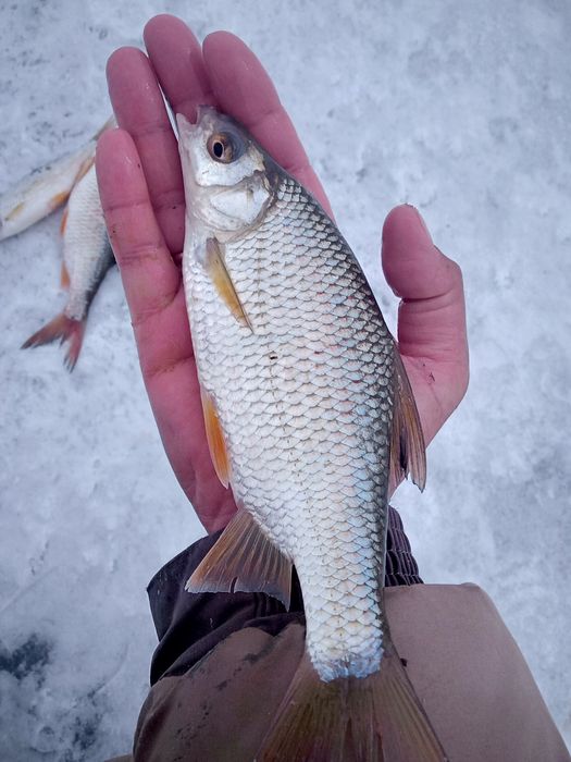 Вяленая рыба плотва