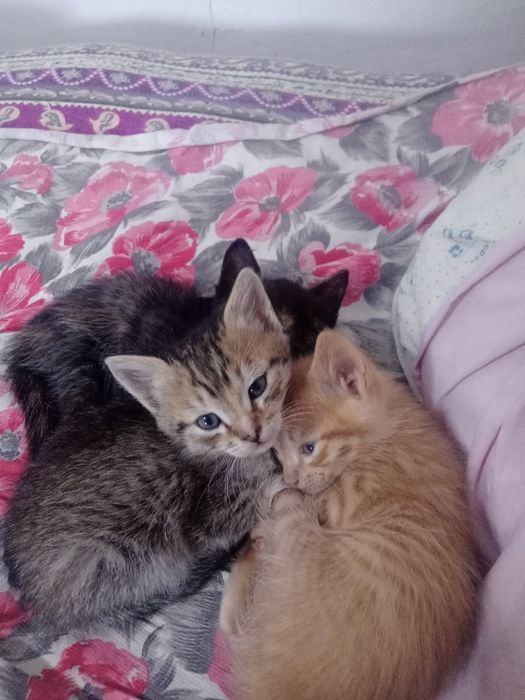Котята бесплатно