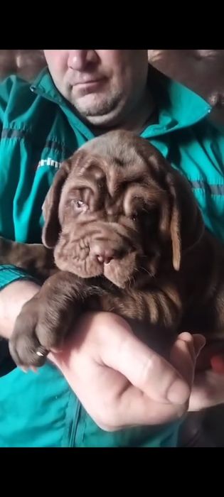 Породные щенки мастино