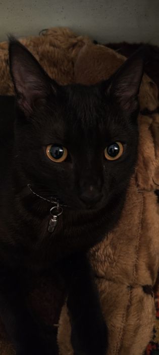 Кот в добрые руки