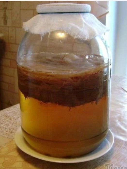 Чайный гриб Камбуча